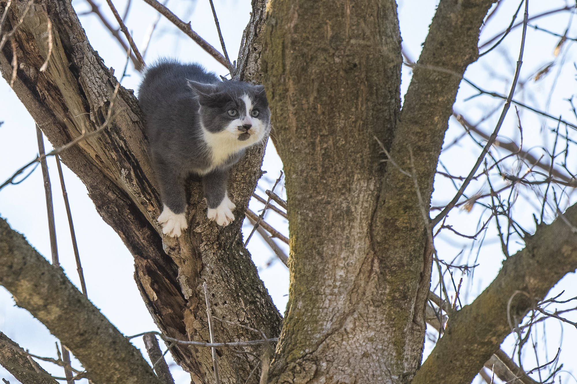 kitten up a tree