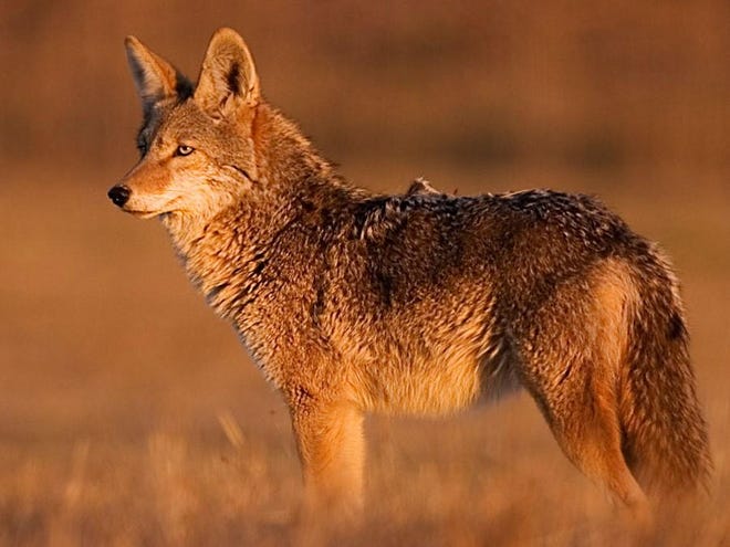 Competitors Must Take Lie Detector Test Before Claiming Coyote Contest Competitors Must Take Lie Detector Test Before Claiming Coyote Contest