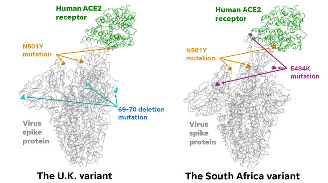 Virus mutations differ among the U.K. and South Africa variants.