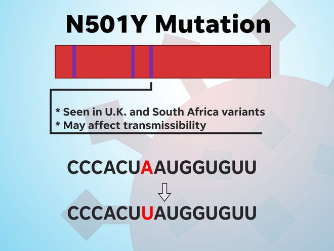 The N501Y mutation may affect transmissibility.