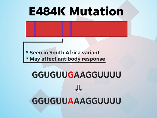 The E484K mutation may affect antibody response.