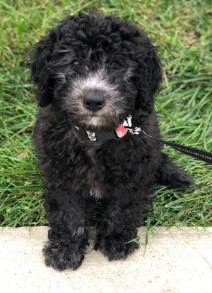 This is Oscar as a little munchkin. A miniature Labradoodle, he was born with a black coat that eventually turned gray. Some people say that they saved their dogs; this little pup saved me.