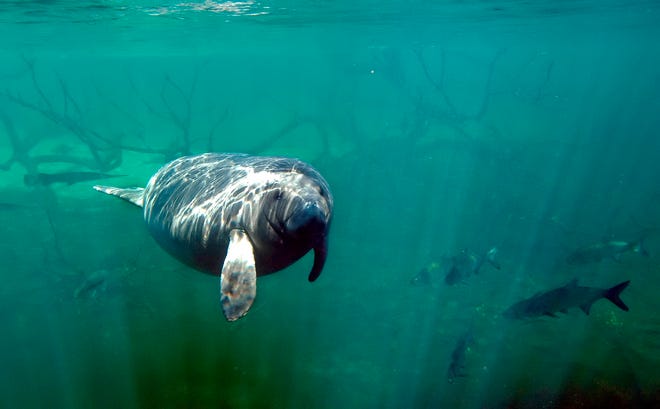 A Manatee swims at Blue Springs State Park in Orange City, Fla., in this Thursday, Jan. 5, 2006 file photo.
