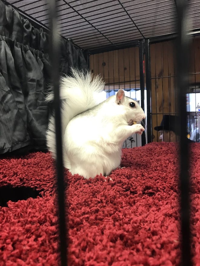 Brevard S White Squirrel Day Goes Virtual Pisgah Pete To Make Weather Prediction Online White Squirrel Festival 2022