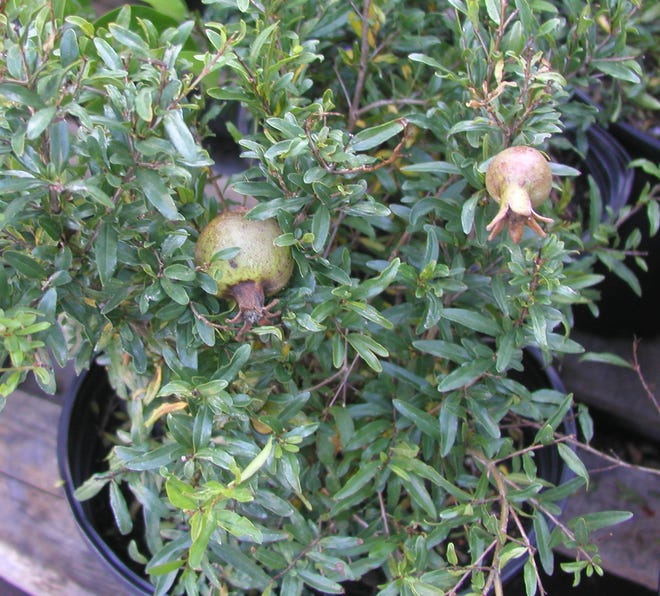 Many pomegranate cultivars, like this dwarf pomegranate, do well in Brevard County.