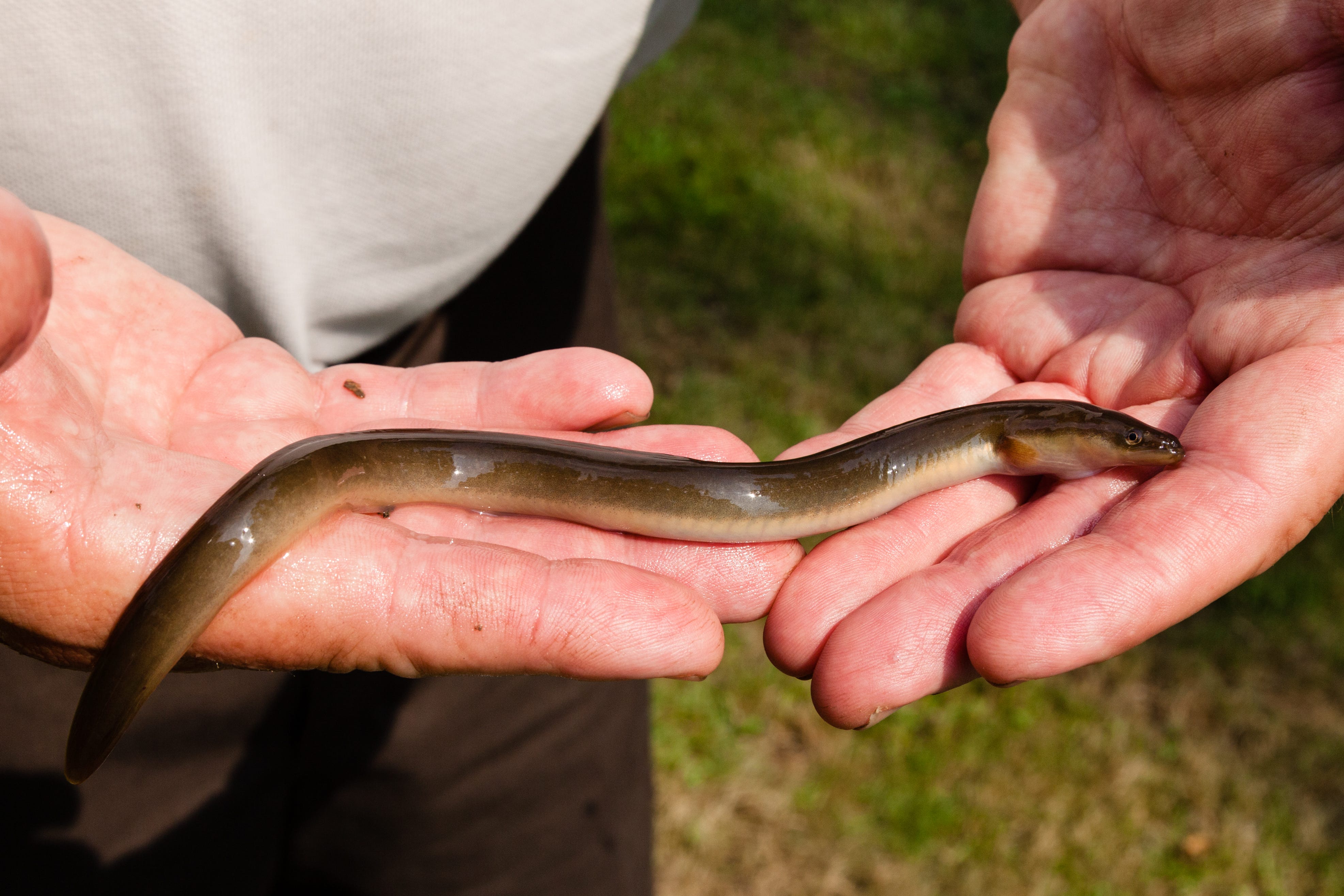 Eels are the Uber drivers of the river. Mussels shoot out a stream of tiny larvae that attach to the gills of eels, which then transport the larvae upstream. That's important because mussels act as filters for the Susquehanna.