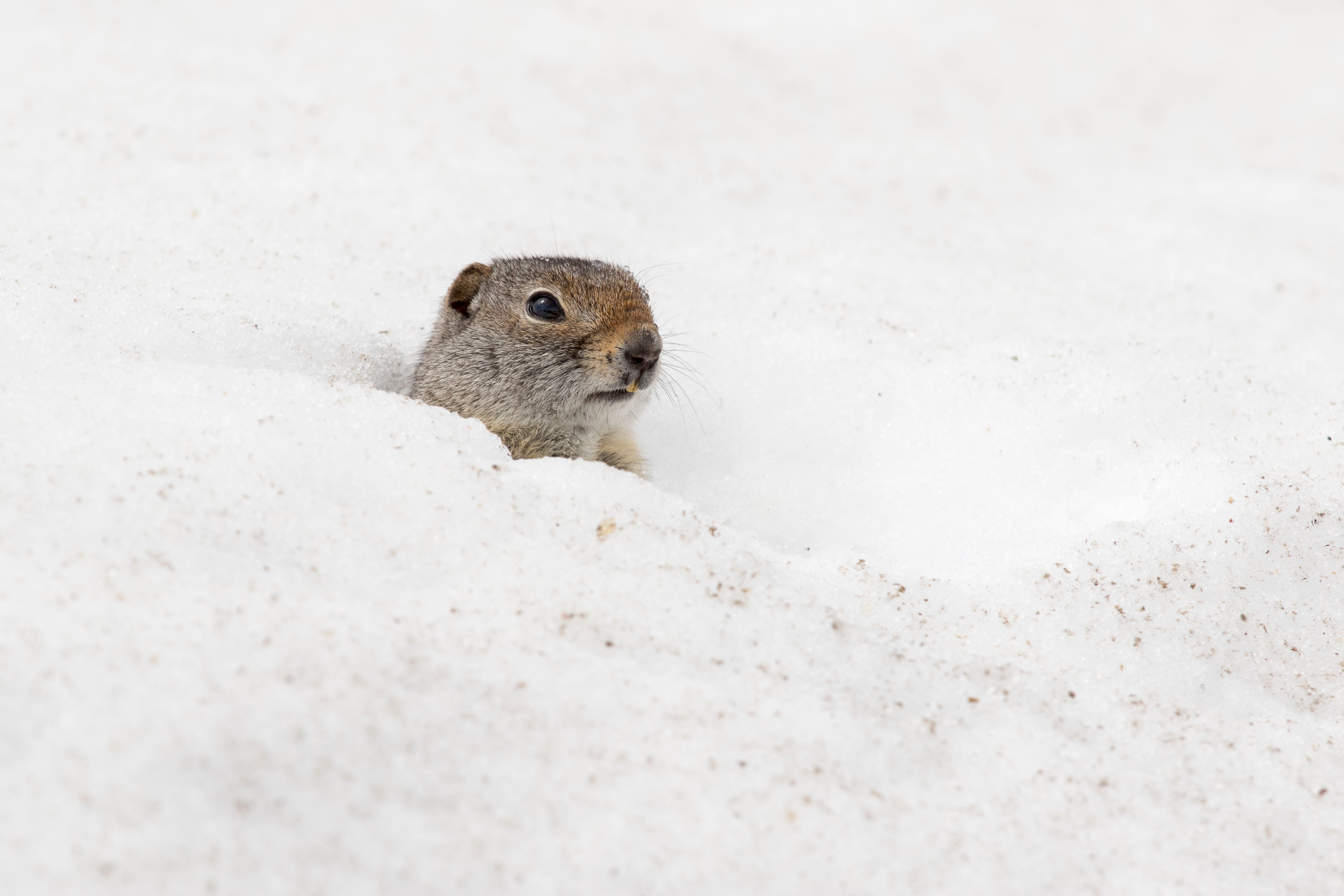 Beneath the snows of winter: the subnivean zone Beneath the snows of winter: the subnivean zone