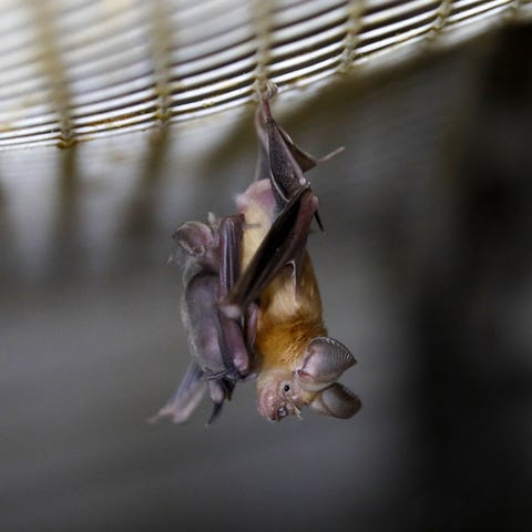 A Horseshoe bat hangs from a net inside an abandon