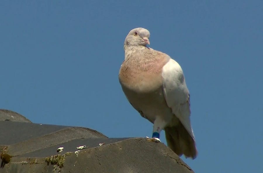 In this image made from video, a racing pigeon sits on a rooftop Wednesday, Jan. 13, 2021, in Melbourne, Australia, The racing pigeon, first spotted in late Dec. 2020, appears to have made an extraordinary 8,000-mile Pacific Ocean crossing from the United States to Australia.