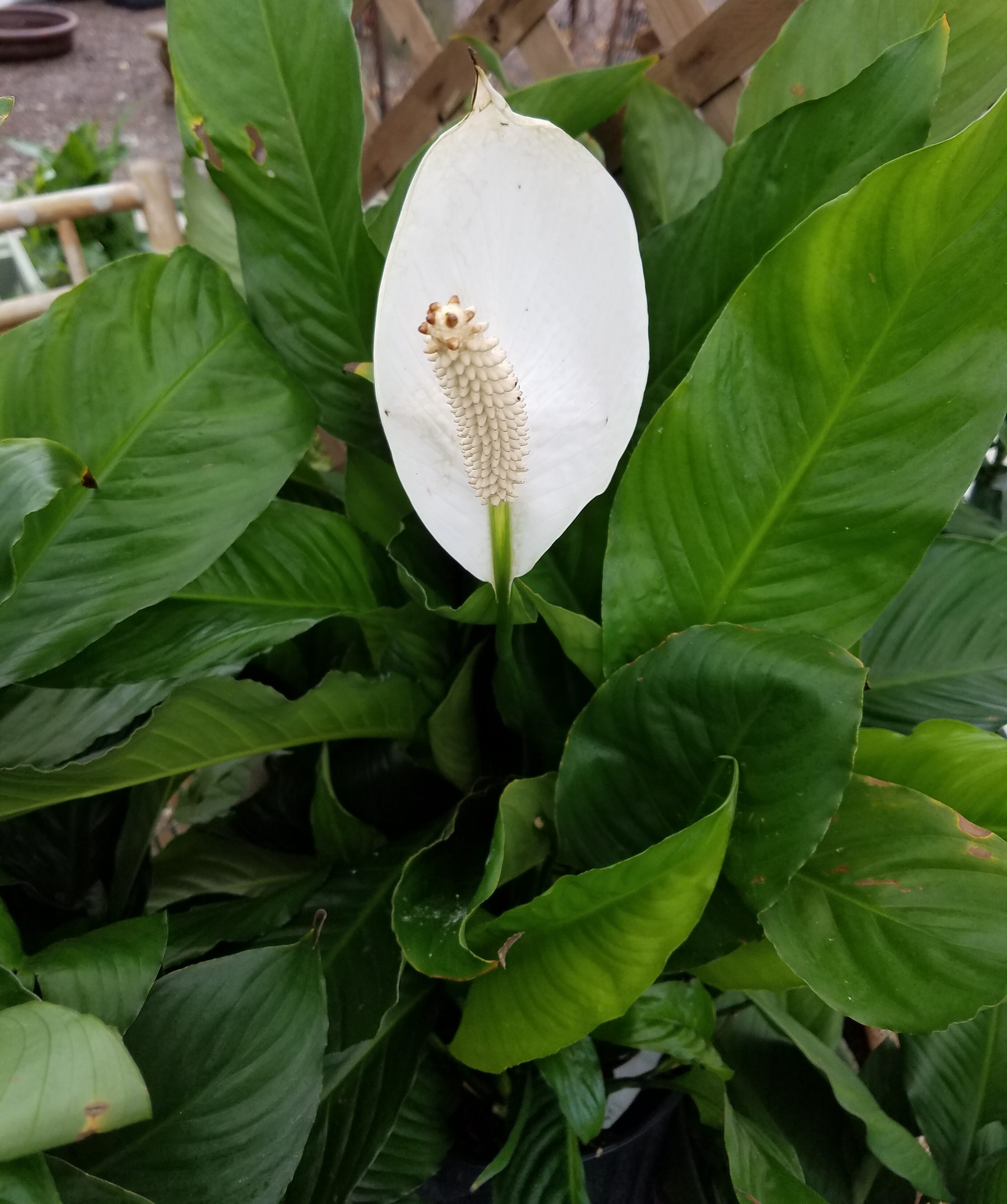 Is Peace Lily Poisonous To Dogs