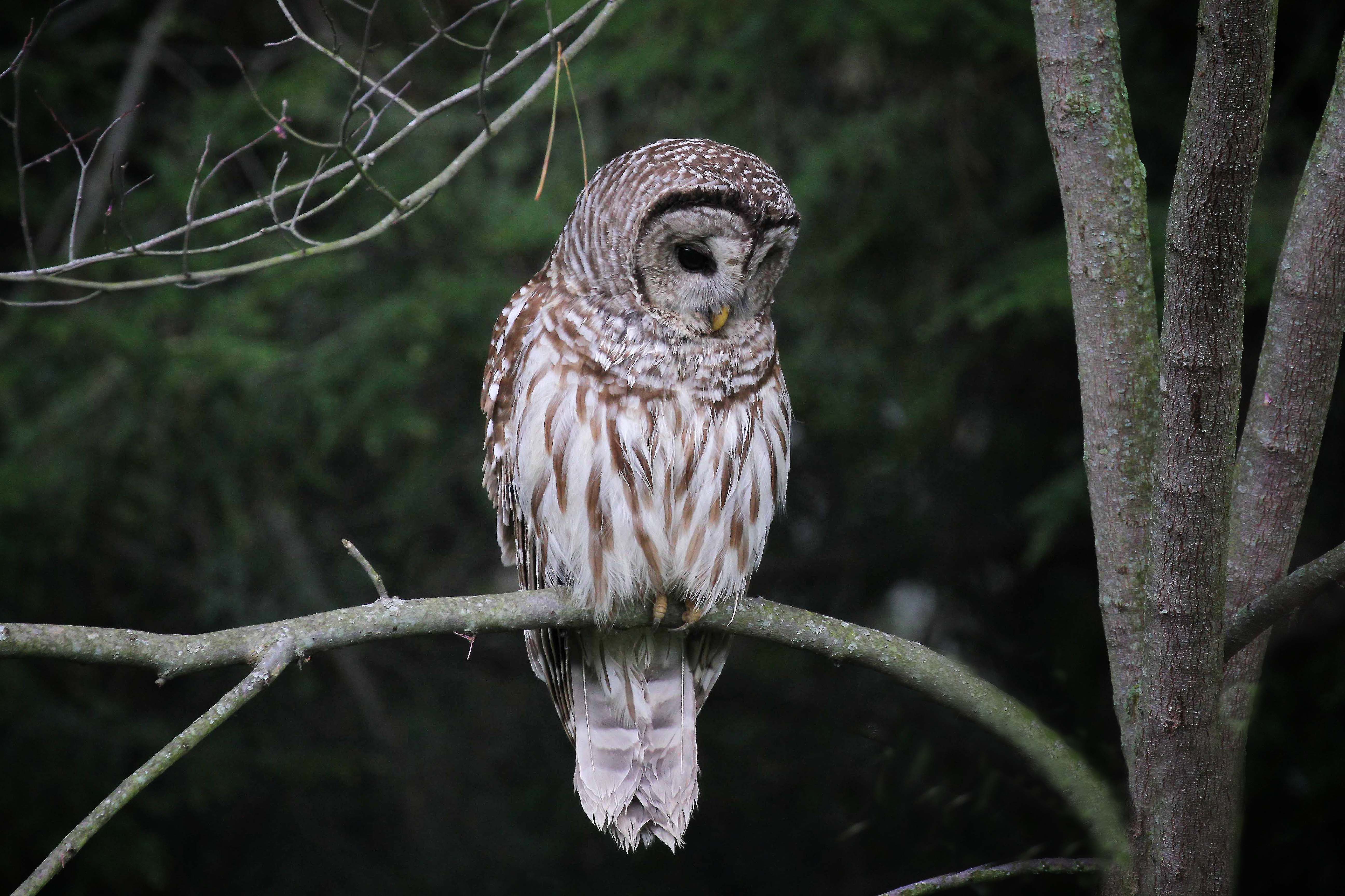 all about birds barred owl