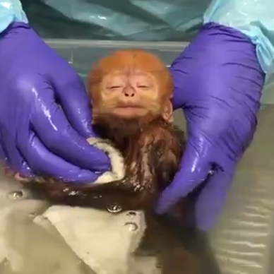 Philadelphia Zoo celebrates birth of endangered François' Leaf Monkey
