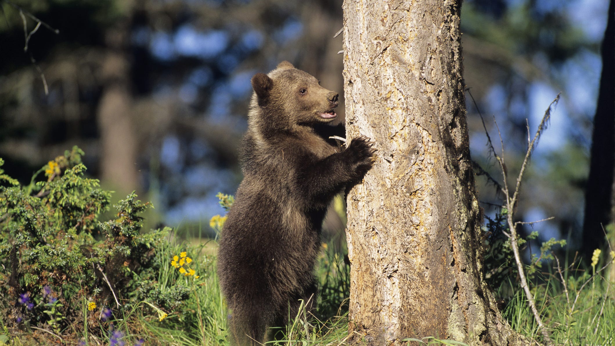 Медведь умеет читать. Медведь в лесу. Медвежонок на дереве. Медведь на фоне леса. Медведь на дереве.