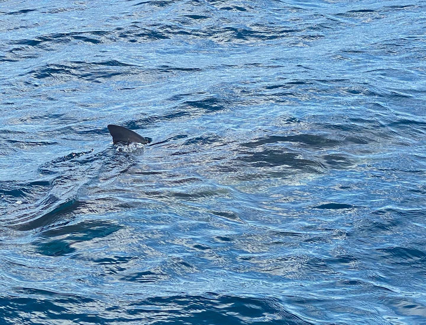 wallpapers Big Blue 37 Foot Great White so close great white shark swims right next to boat off stuart florida