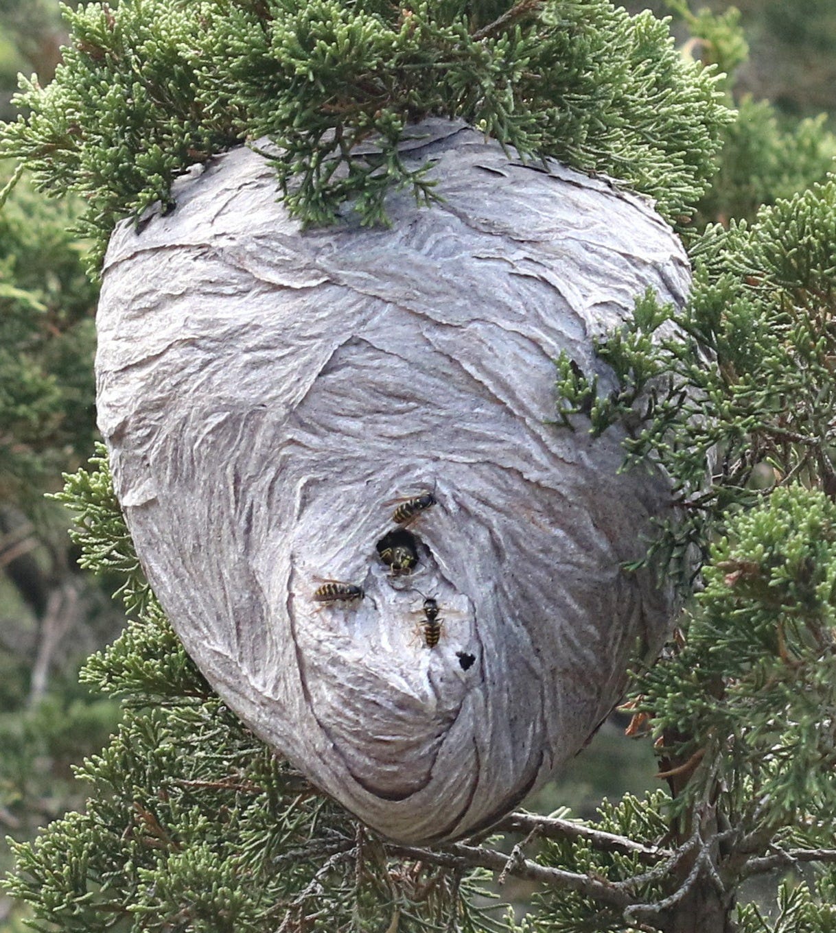 Yellowjacket/wasp nest.