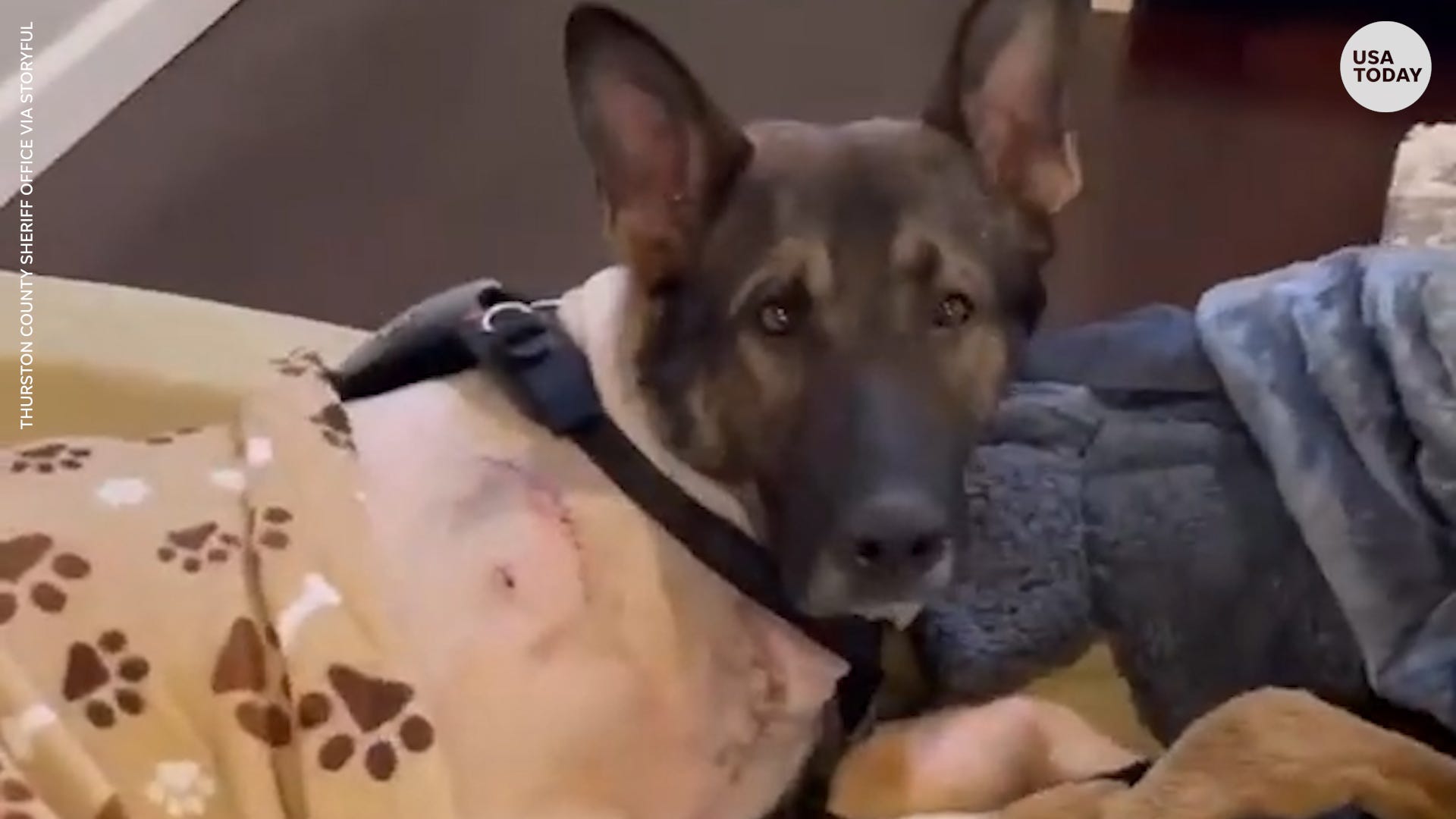 Can A Dog Get Shots Twice