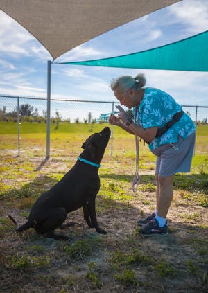 Pat Zeidman, a volunteer at Cape Coral Animal Shelter since March 2020, works with "Sir William," a black Lab mix.