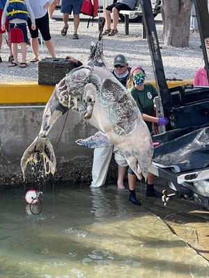 Staff of the Marine Mammal Research and Rescue of the Florida Fish and Wildlife Conservation Commission lift a dead bottlenose dolphin at Caxambas Park's boat ramp on Jan. 18, 2021.