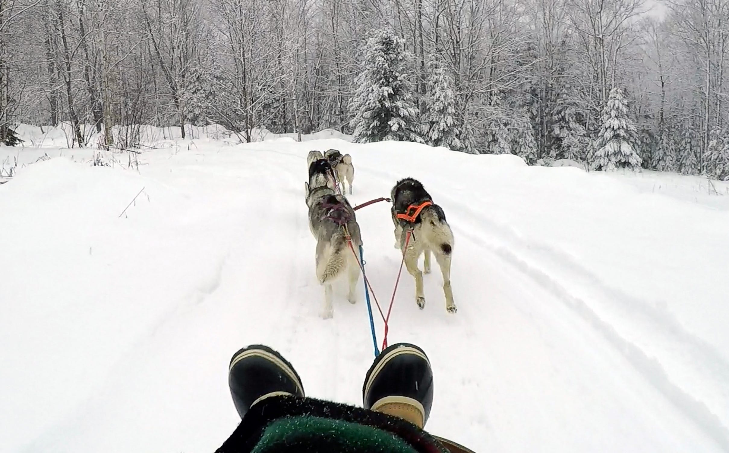 Dog sledding is a winter thrill at Wisconsin's Top of the Hill Huskies