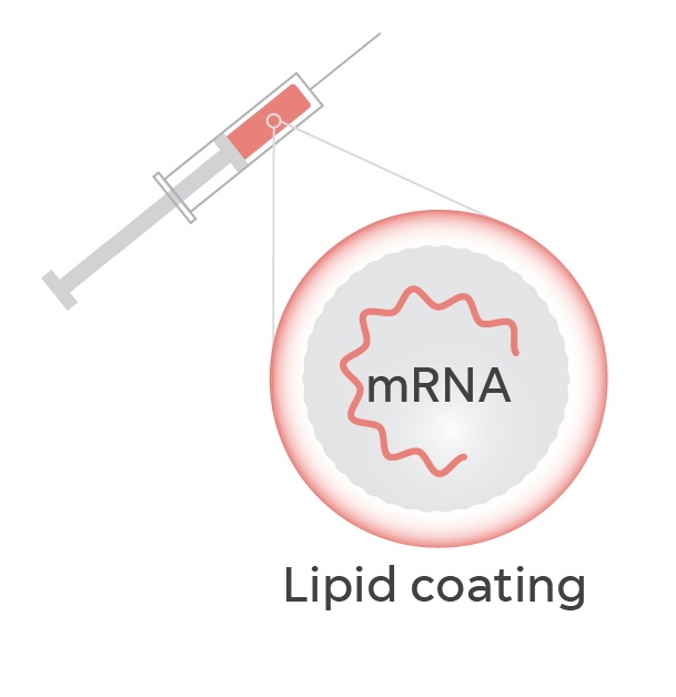 In a vaccine, the messenger RNA or mRNA is protected by a lipid coating, like a fat bubble.