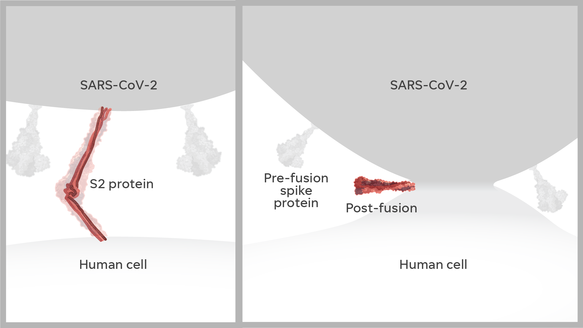 The S2 protein collapses down onto itself, pulling the two membranes together. After that fusion, the protein changes form and creates a pore that allows the virus to enter the cell.