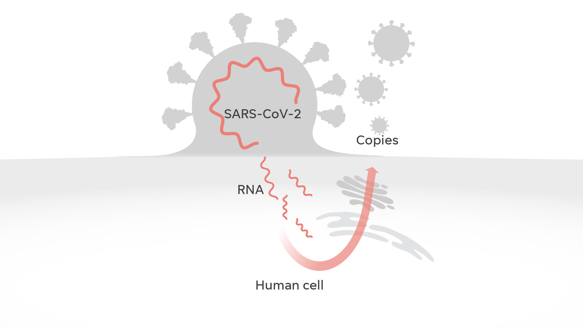 Once inside, the virus's RNA reprograms the cell to produce large quantities of the virus, which eventually are released from the cell.