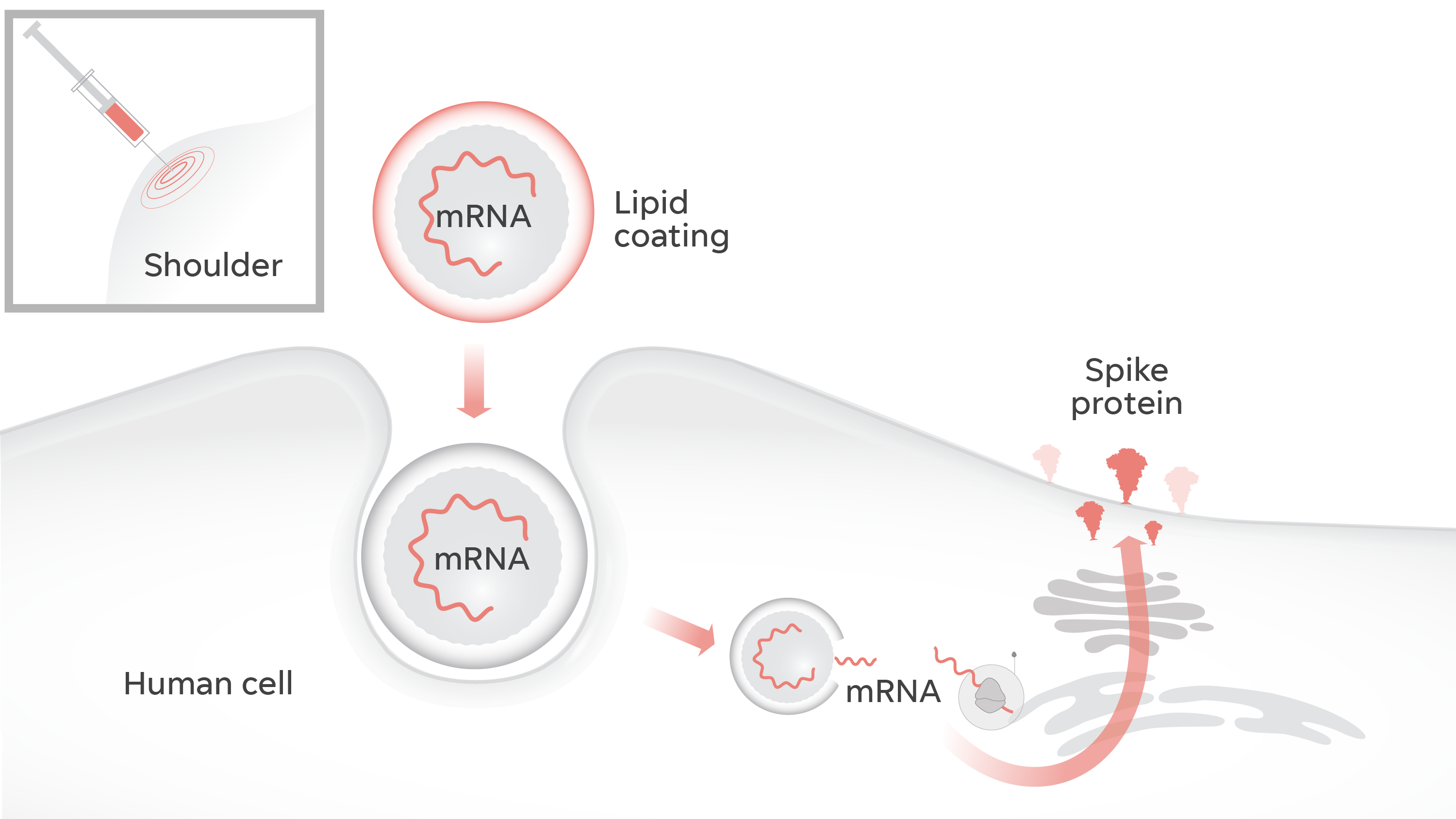 mrna spike protein shedding mrna spike protein shedding