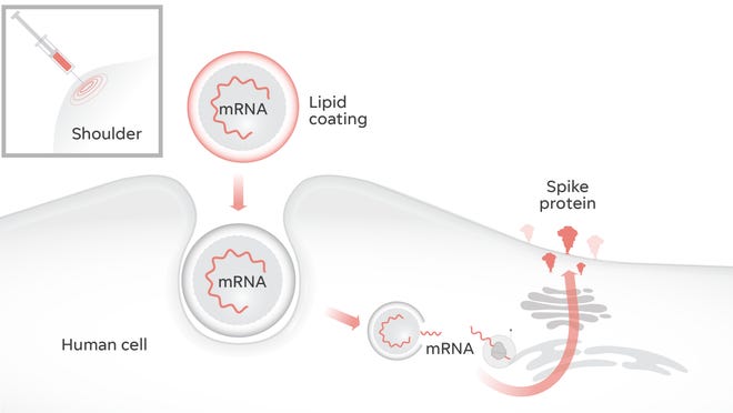 mRNA vaccines work by getting our cells to produce the spike protein free of any virus.