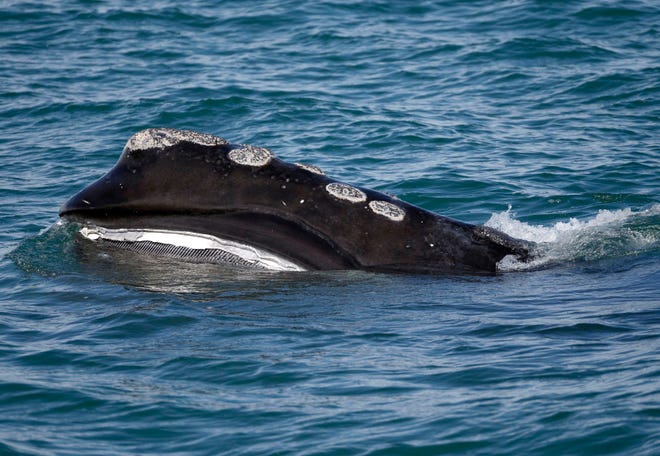A North Atlantic right whale feeds on the surface of Cape Cod Bay off the coast of Plymouth.