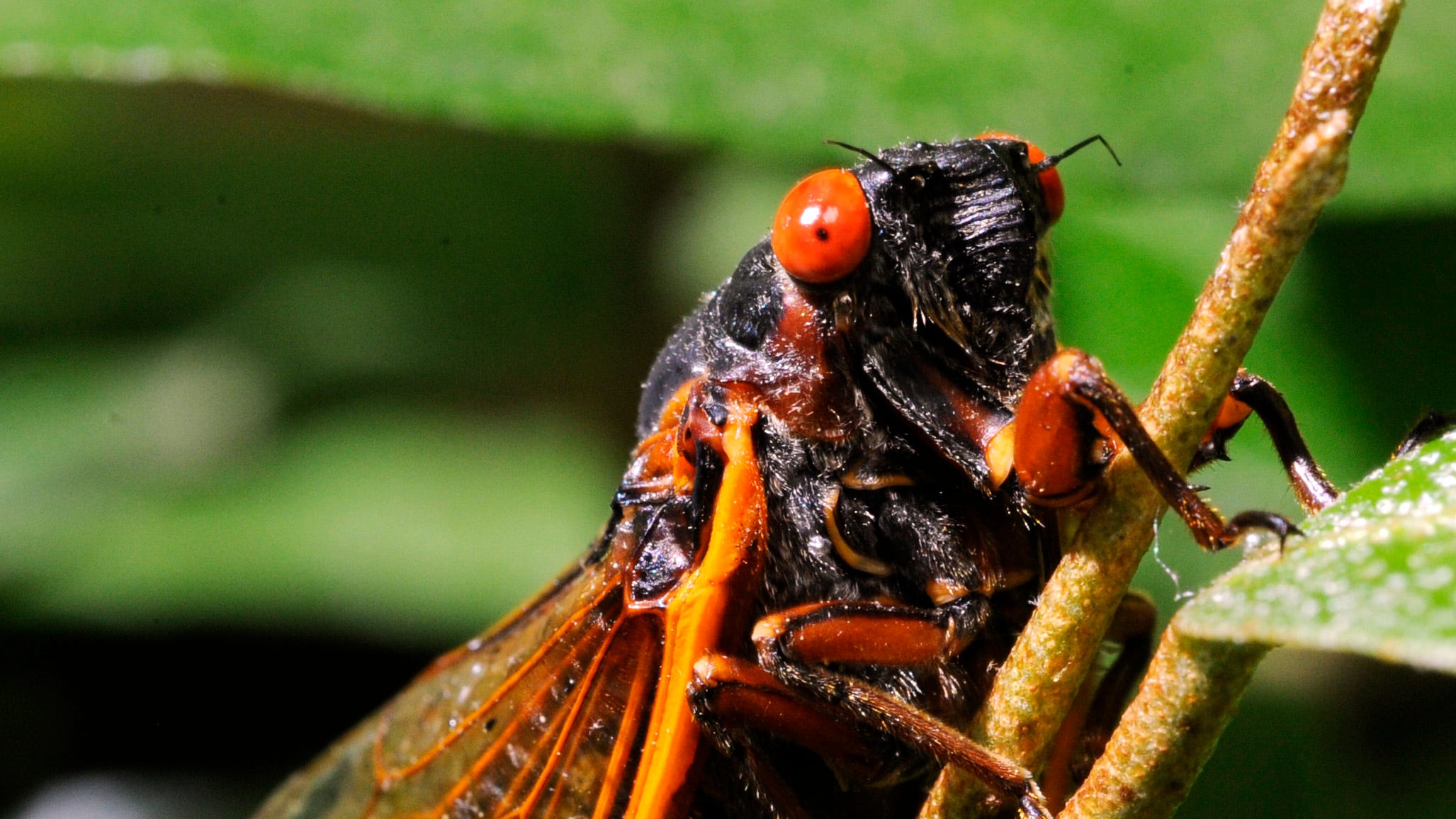 Cicadas 2025 Ohio Hynda Jacinta