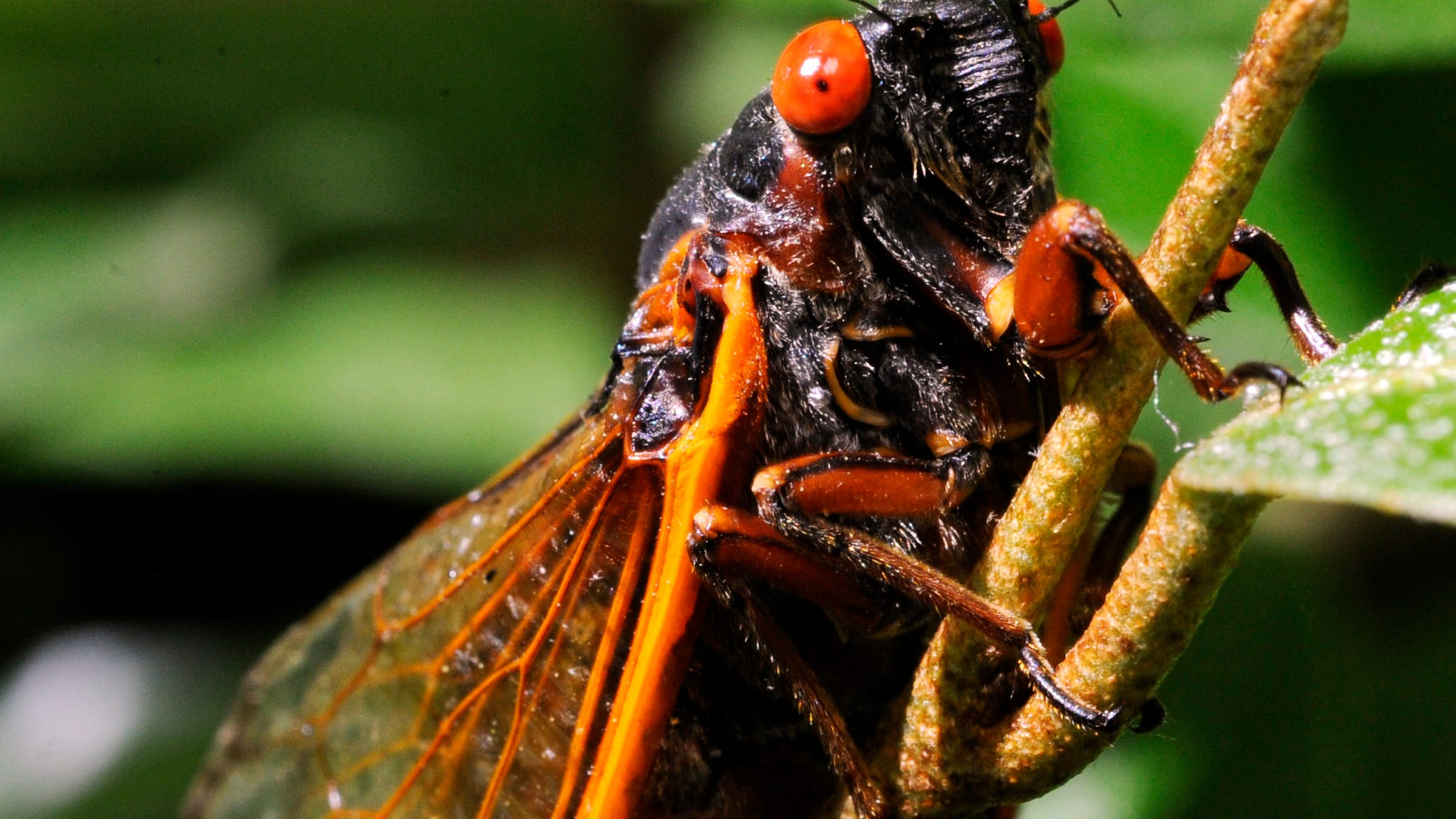 Cicadas to reemerge in US for first time in 17 years