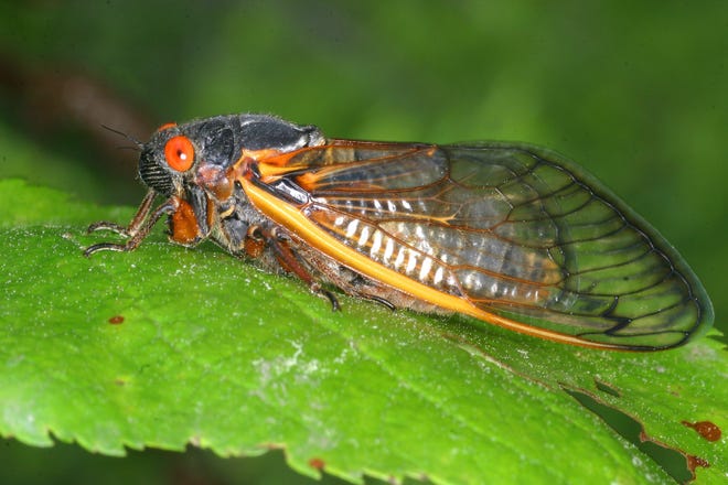 A newly emerged Brood X 17-year cicada.