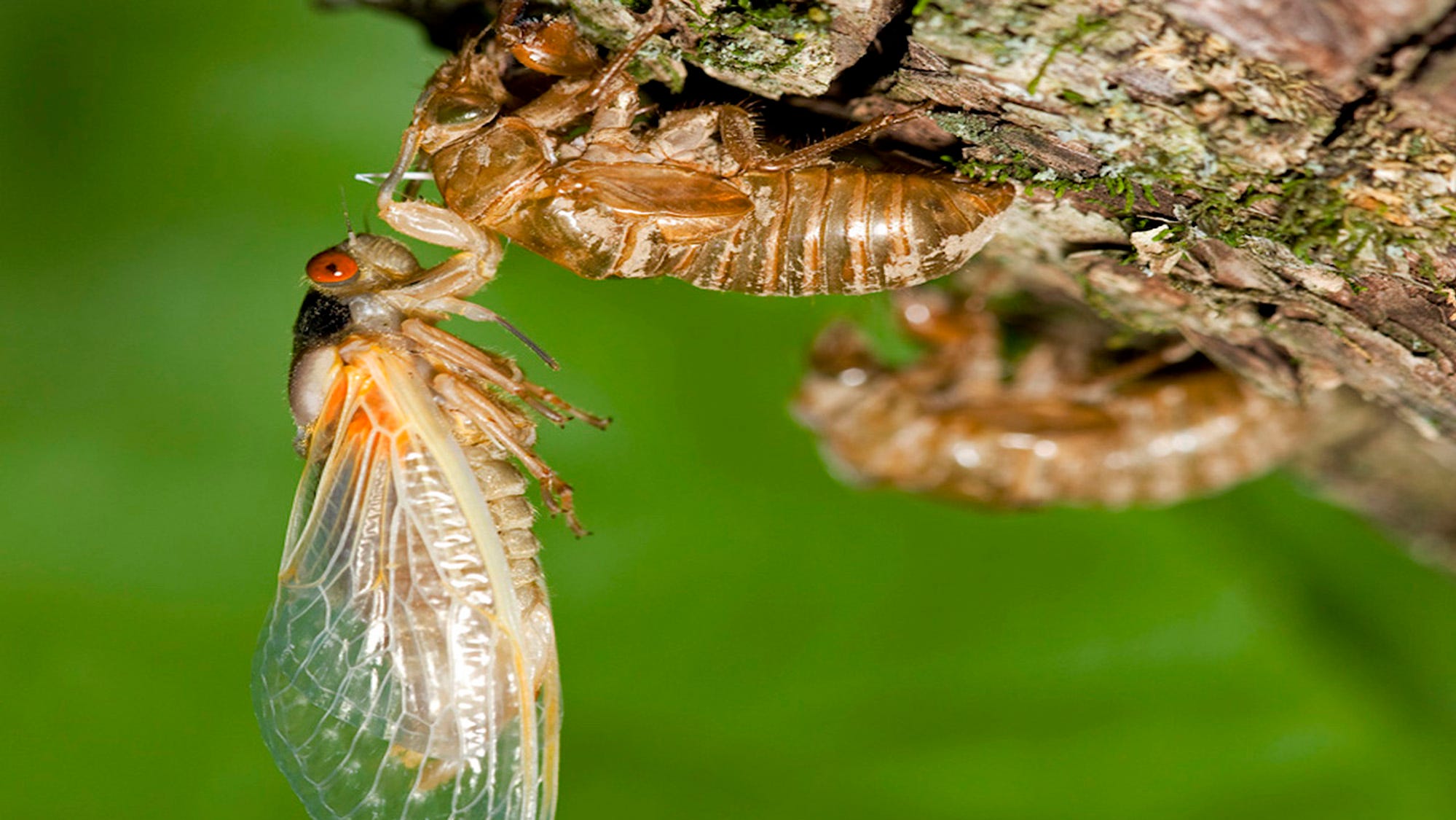 How Long Will The Cicadas Be Here In 2025 For Babs Marian