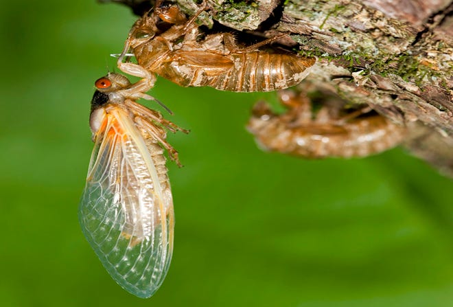 Billions of cicadas are expected to invade several states this spring. On the list: Michigan.