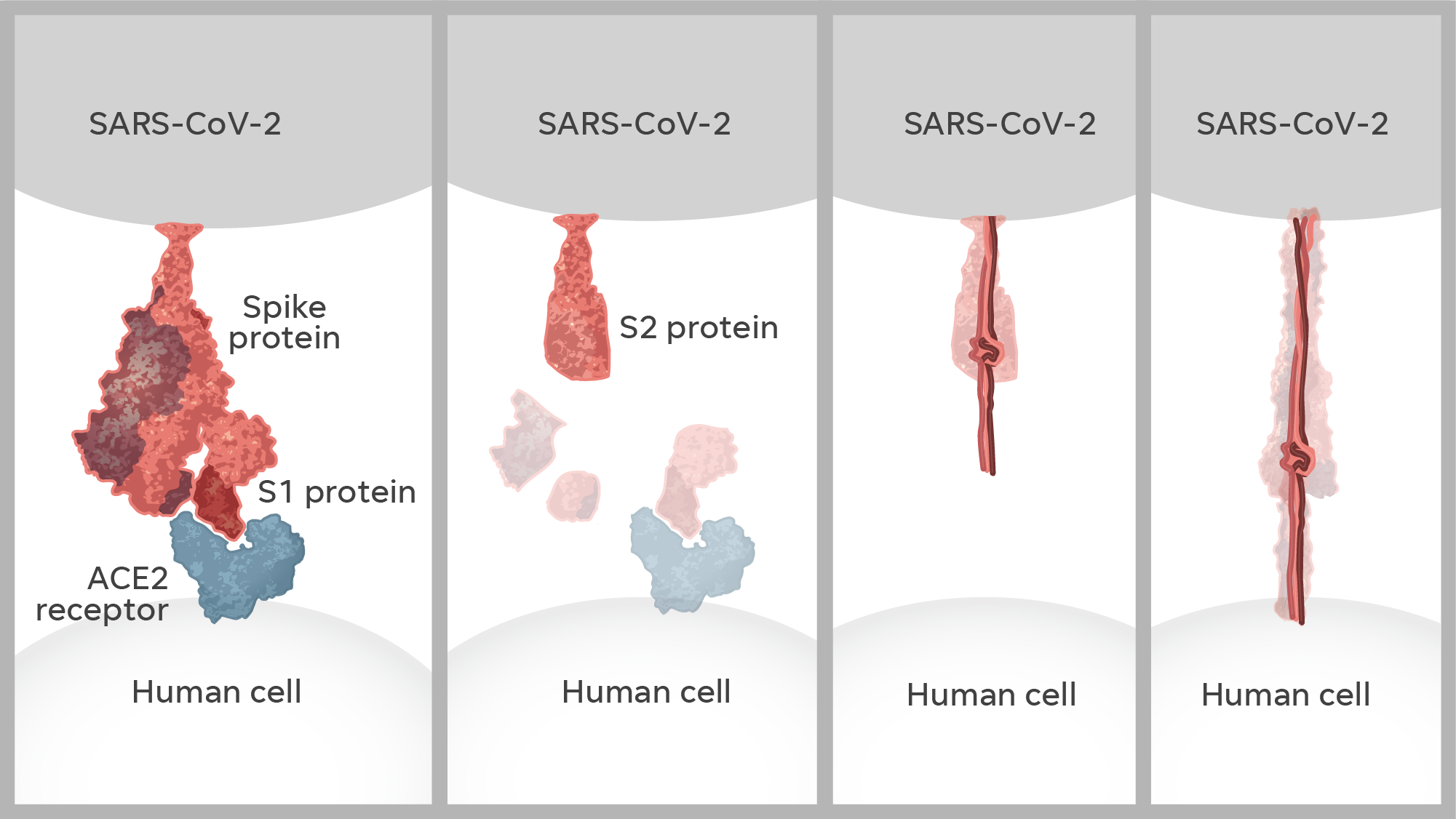 Once it locates a human cell, part of the spike protein – known as S1 – latches onto a receptor on the surface of the cell. The S1 protein falls off, leaving an attached segment – the S2 protein – which inserts itself into the cell.