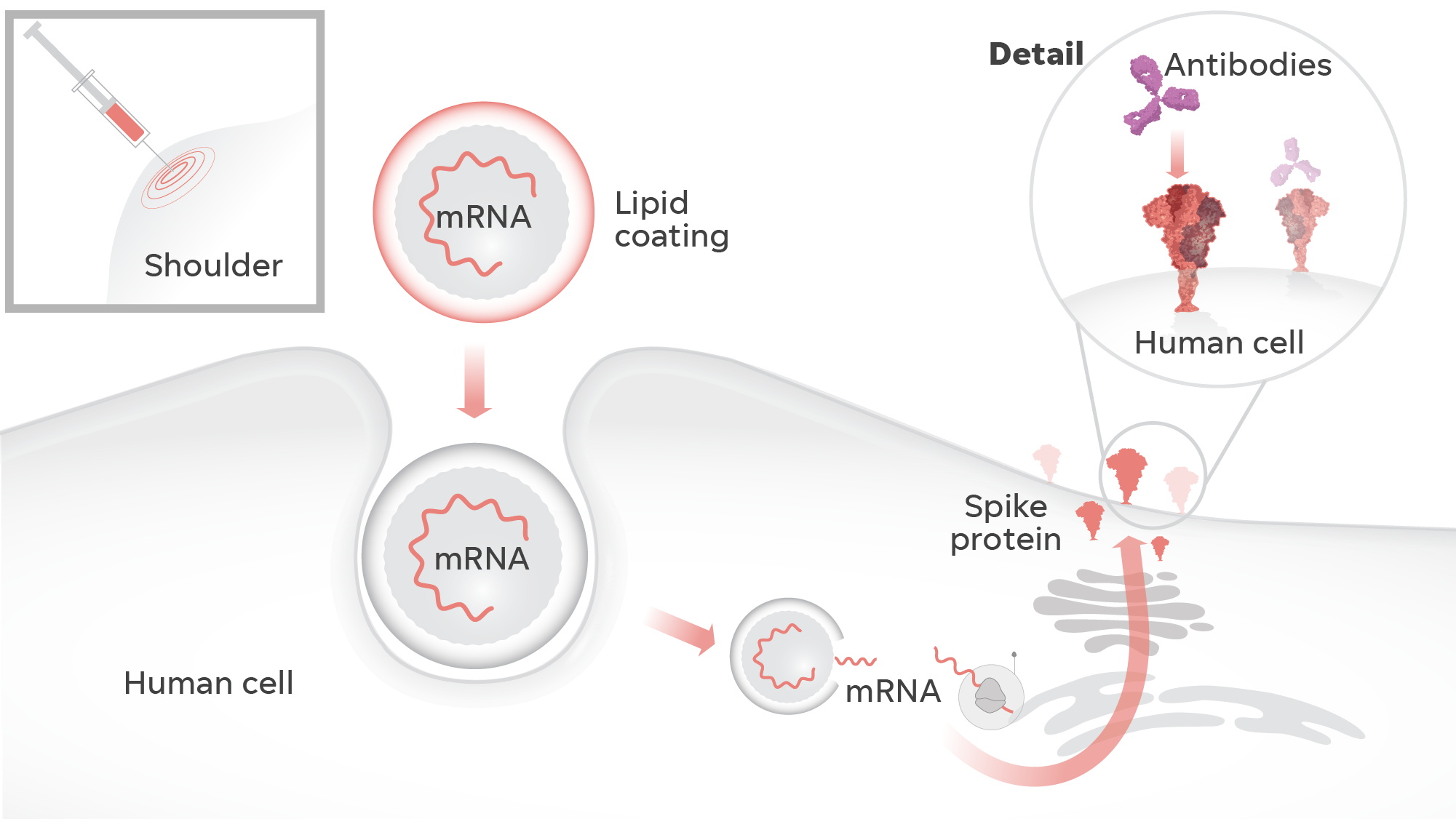 Moderna's COVID-19 vaccine relies on mRNA – messenger ribonucleic acid – to get our cells to produce a virus-free spike protein. The vaccine delivers mRNA into the body’s cells in a lipid coating, like a fat bubble. Once inside, the cell produces spike proteins similar to those on the surface of SARS-CoV-2. Our immune system recognizes those vaccine-created spike proteins as invaders and creates antibodies to block future attacks.