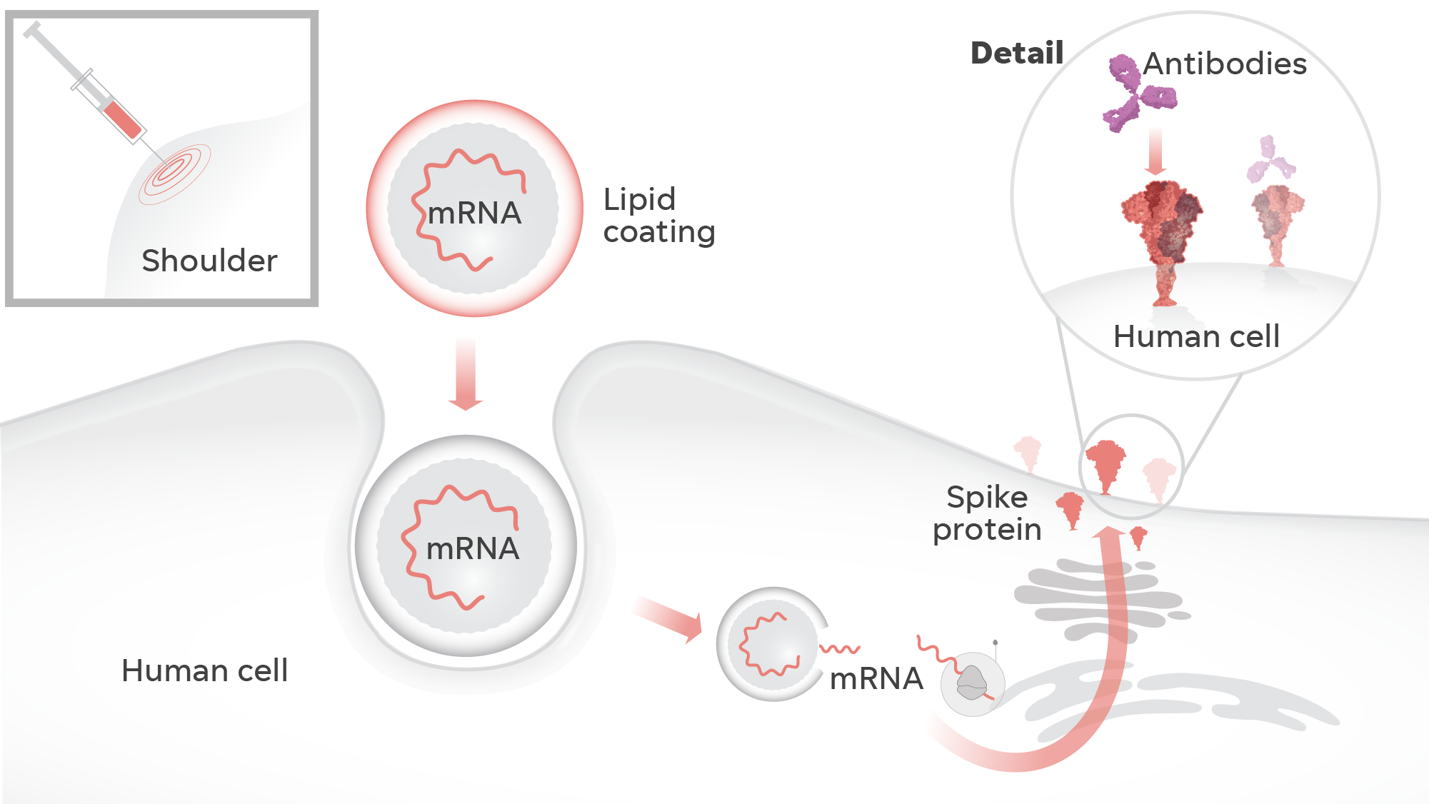 How Mrna Covid 19 Vaccines Work