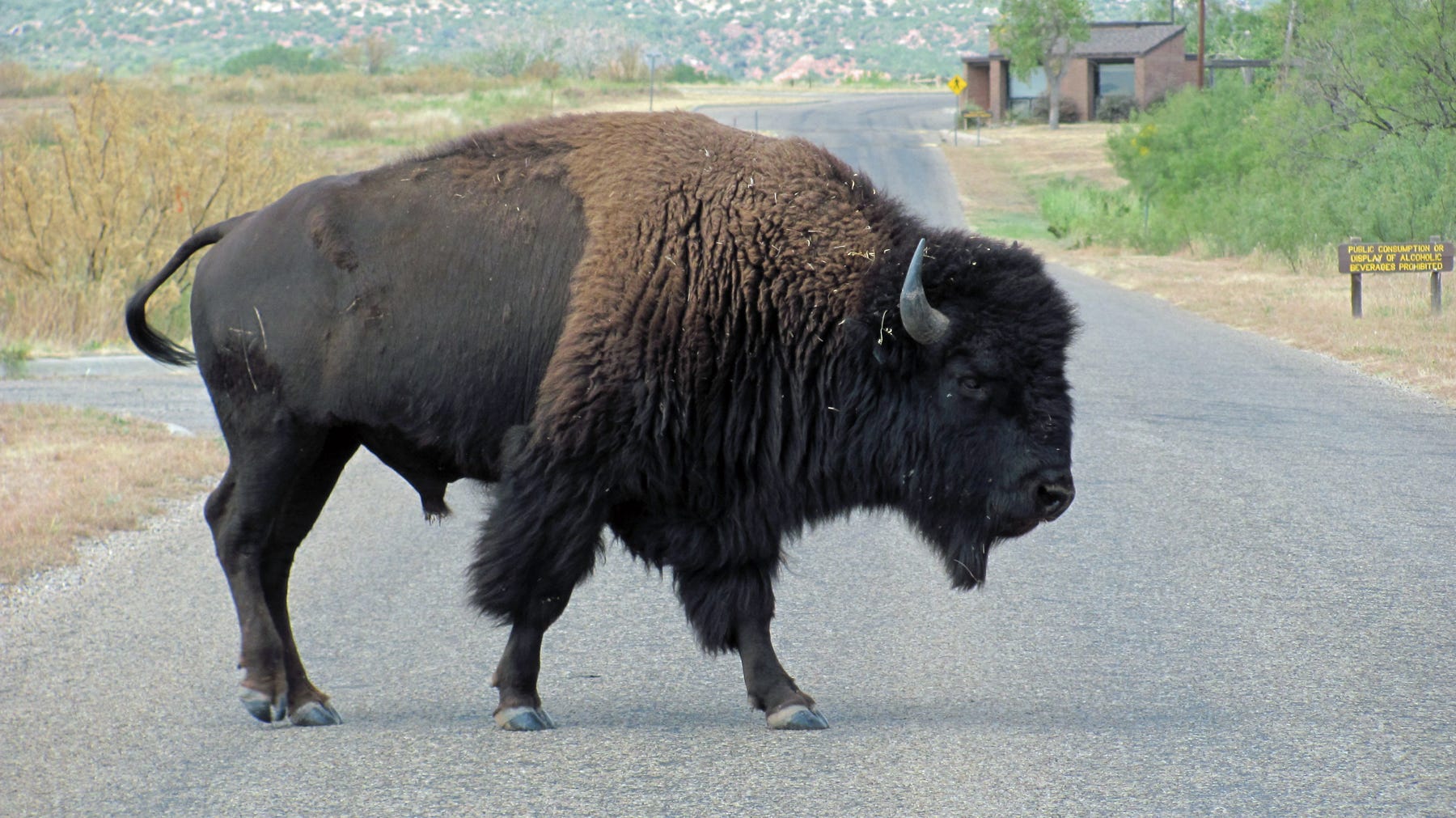 Caprock Chronicles: Saving the bison Caprock Chronicles: Saving the bison