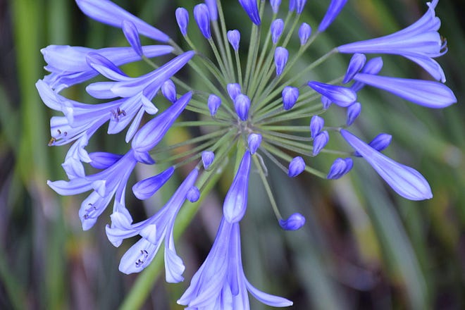 African Lily in St. Augustine Shores.