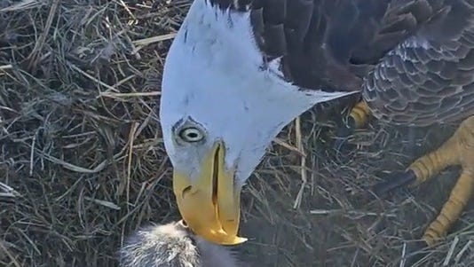 Scarce double-eaglet hatch for Harriet and M15 at North Fort Myers nest