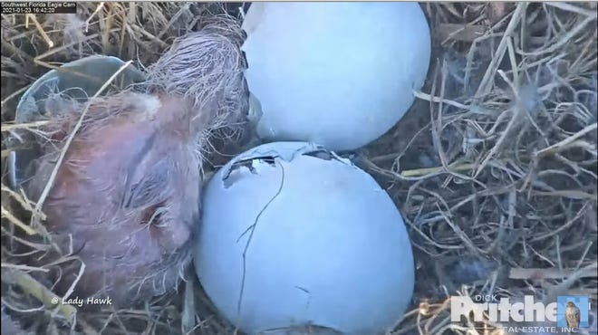 A rare double hatch day was observed in North Fort Myers Saturday as new offspring of Harriet and M15, named E17 and E18, were seen emerging from their shells.