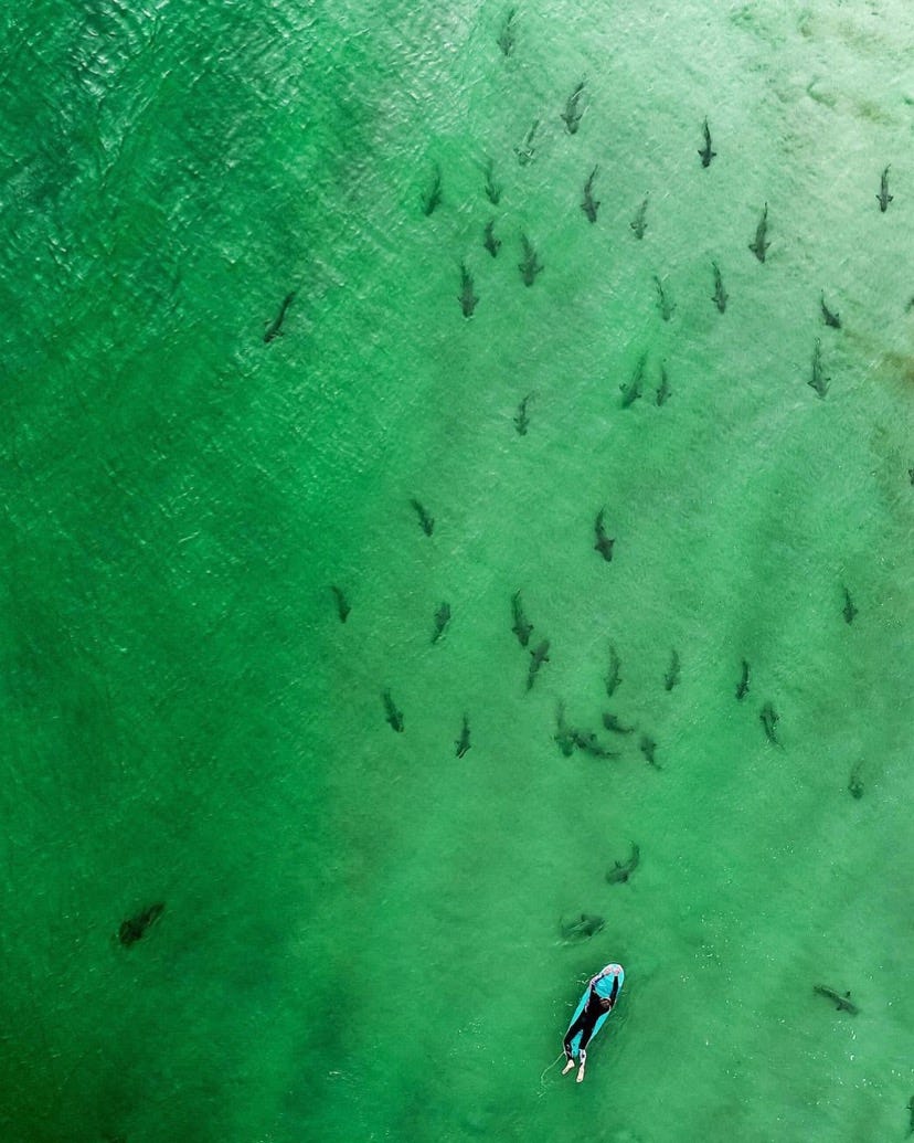 Shark Attack Researchers Bites Were Down But Fatalities Were Up