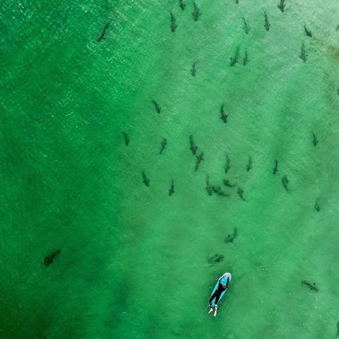 A surfer paddles over several dozen small sharks n