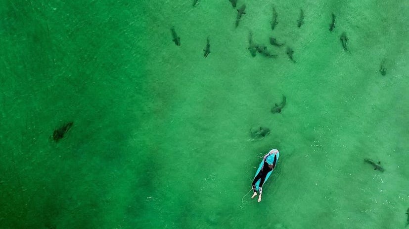 Shark Capital Of The World Volusia County Drone Footage Shows Surfer Surrounded