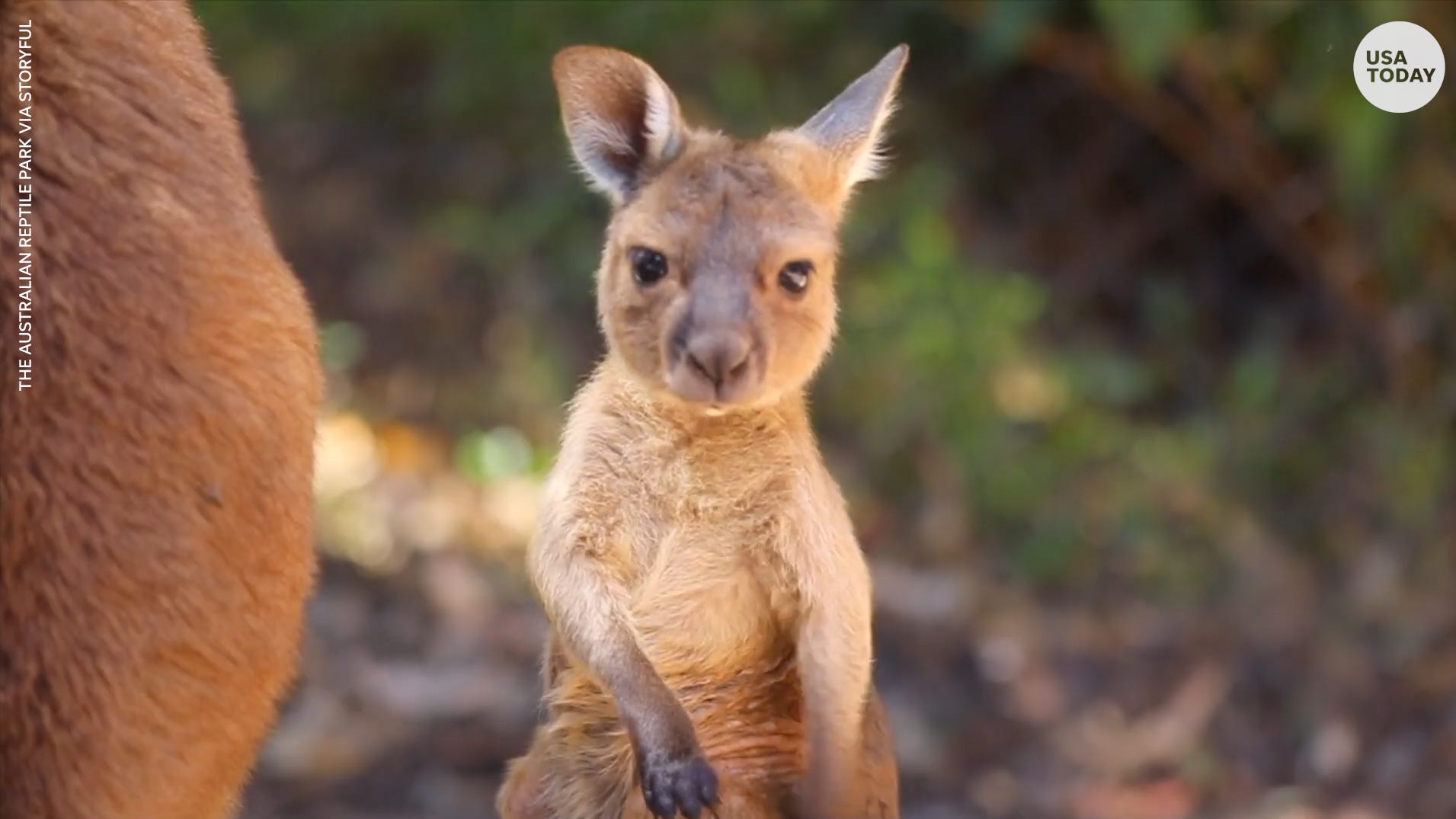 Watch this Kangaroo joey hop for the first time at an Australia zoo