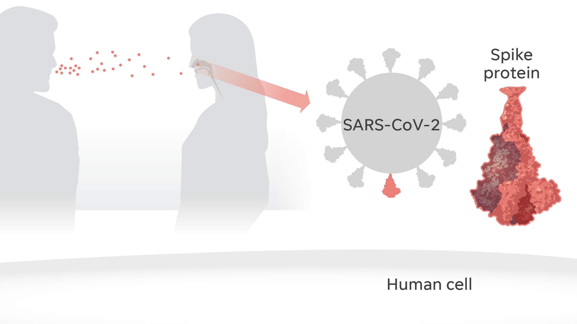 Scientists learned that people are infected by SARS-CoV-2 through airborne droplets from a person carrying the virus. On the surface of the virus, spike proteins give it a "corona" or crown shape – a coronavirus.