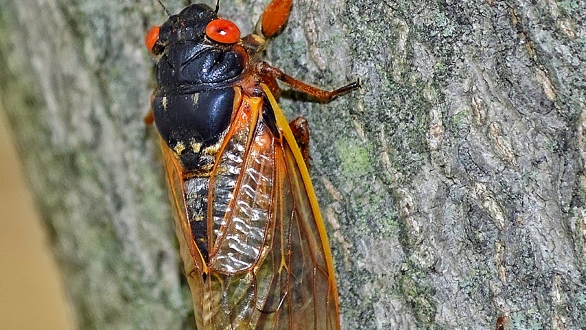 Cicadas A to Z: Everything Ohio needs to know about Brood X