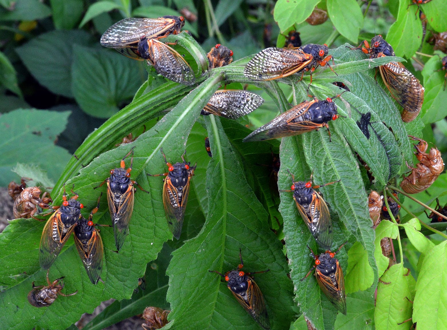 The Buzz is Back: Mapping Cicada Emergence in Tennessee 2021