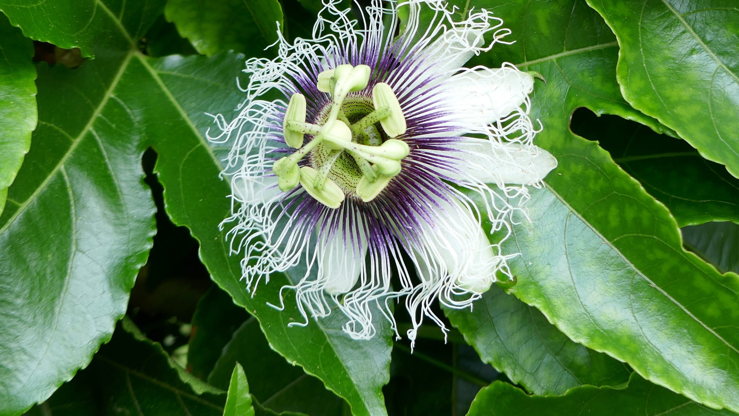 The passion fruit in Florida The passion fruit in Florida