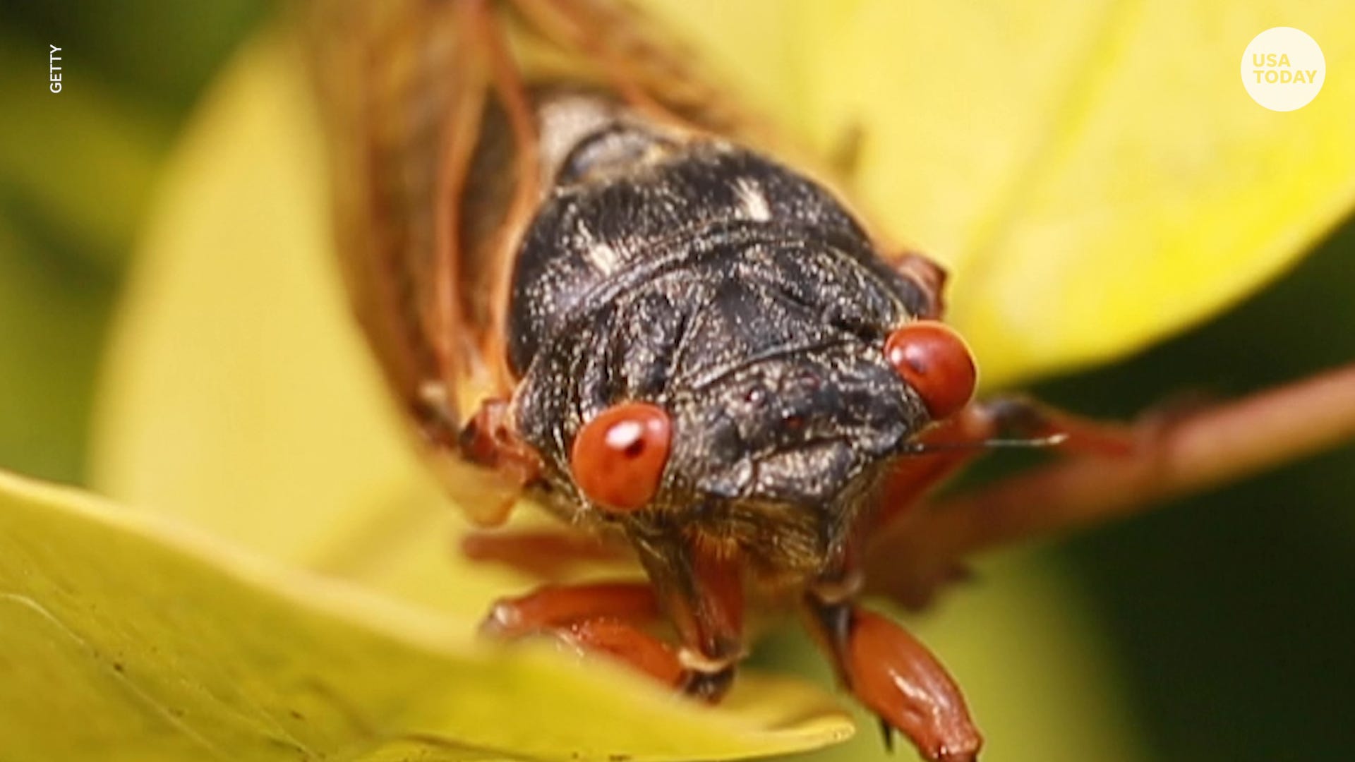 Brood X of periodical cicadas are large, winged, mostly harmless flying insects known for their almost deafening buzz. And they're coming back late this spring after spending the last 17 years underground.